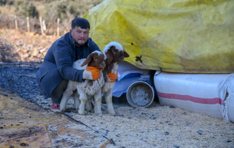 انقاذ خراف من تحت انقاض الزلزال في تركيا.webp
