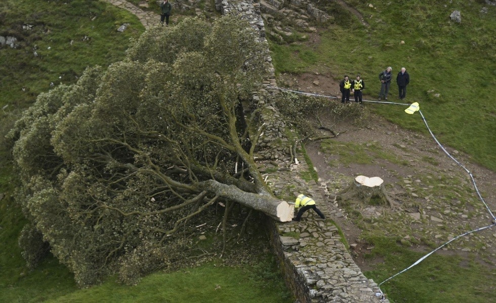 الشرطة البريطانية تعتقل فتى بتهمة قطع شجرة تاريخية.jpg